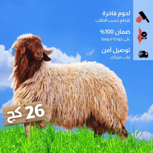 خروف نعيمي بلدي مذبوح 26 كغ