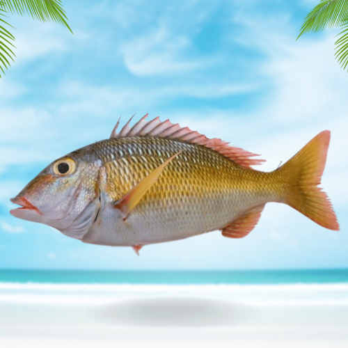 سمك شعري وسط محلي نصف كيلو