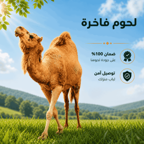 ربع حاشي بلدي