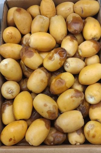 رطب صقعي القصيم كرتون