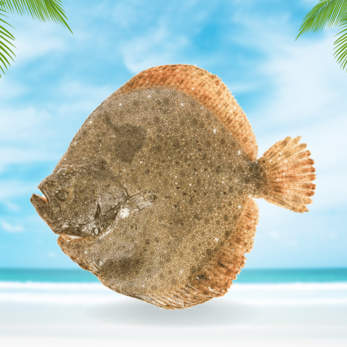 سمكة موسى محلي نصف كيلو