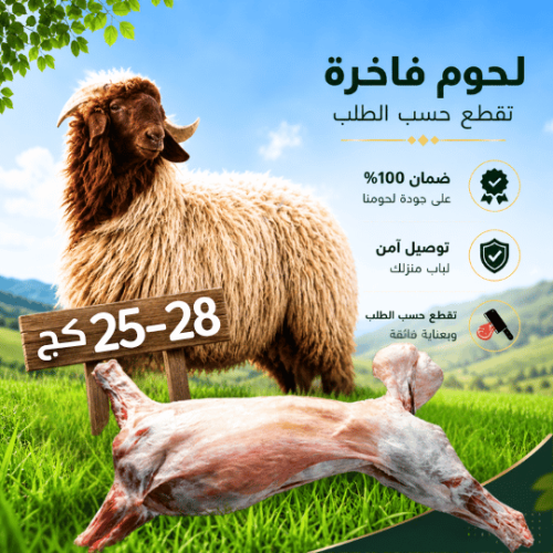 خروف عقيقة 25-28 كغ