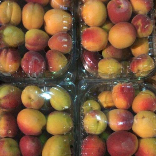 مشمش احمر اردني /كرتون
