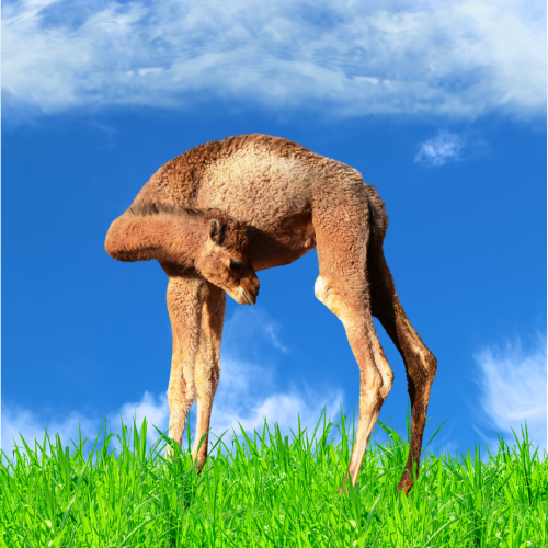 ربع حوار بلدي