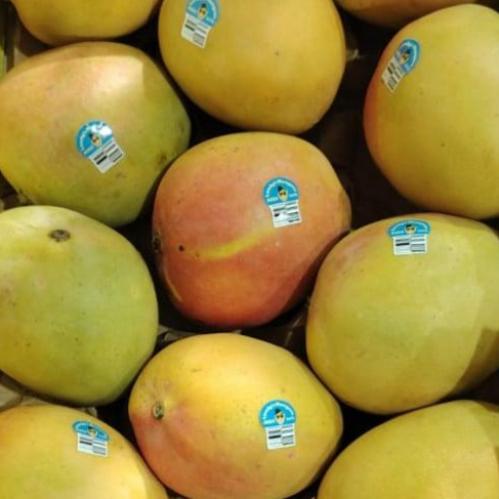 مانجو استرالي 1 كيلو