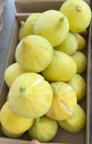 تين حساوي اصفر سكري /كرتون