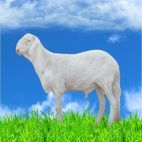 خروف سواكني 19-23 كغ