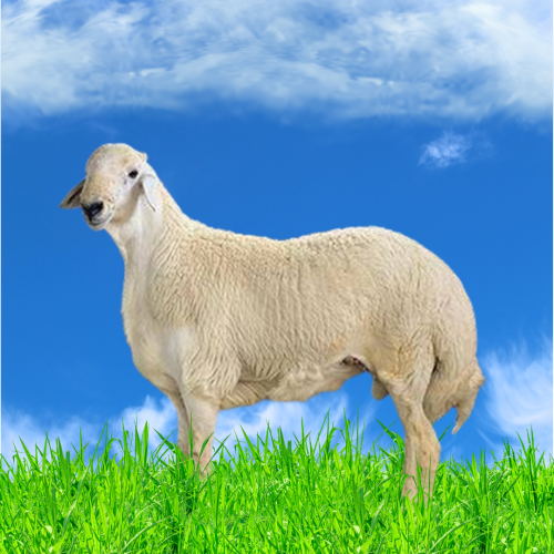 حرّي بلدي 13-16 كغ