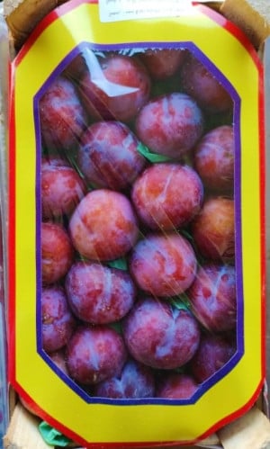 بخارة سوري/صندوق