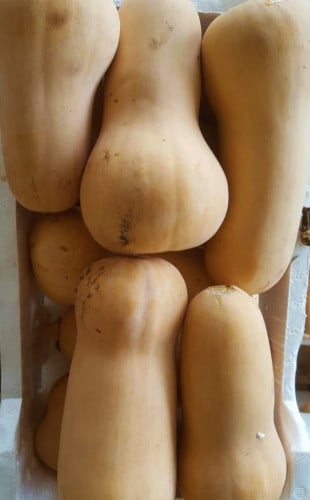 قرع أمريكي/فلين