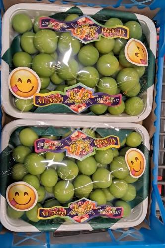 جارينك سوري ٢ صحن