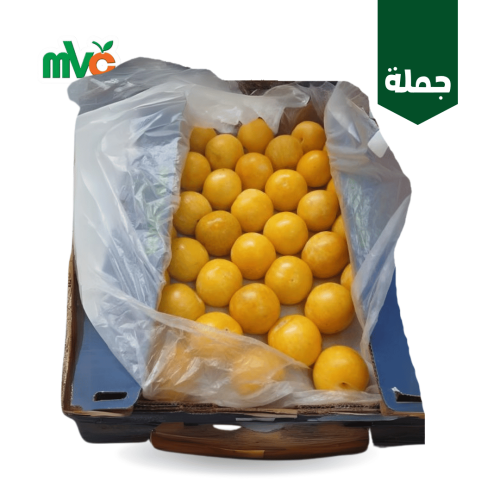 بخارة افريقي اصفر /كرتون
