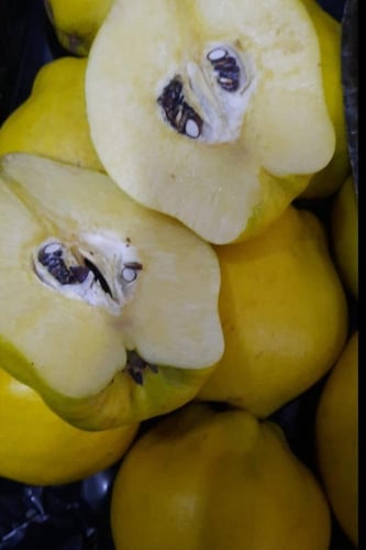 5كيلو سفرجل تركي