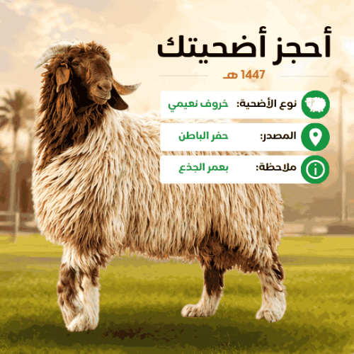أضحية نعيمي فئة ثالثة جامبو