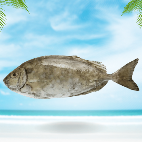 سمك الصافي او السيجان محلي نصف كيلو