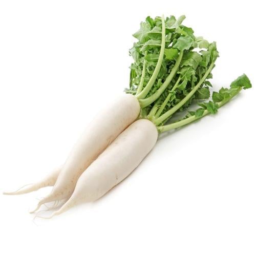 فجل ابيض ربطه