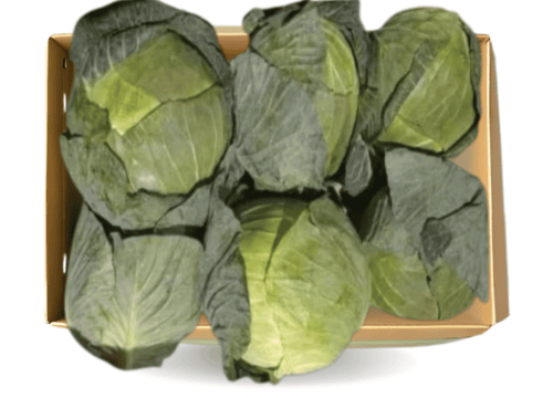 كرتون ملفوف سلطة