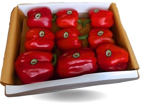 كرتون بارد احمر