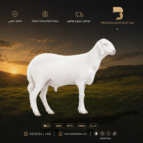 سواكن جبر جذع طازج