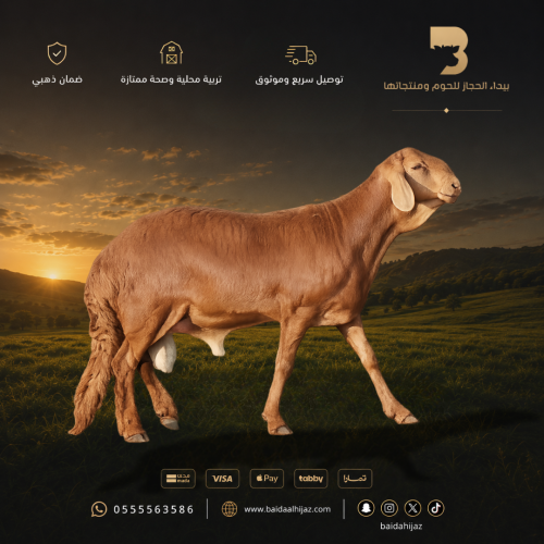 نصف ذبيحة سواكن جبر طازج