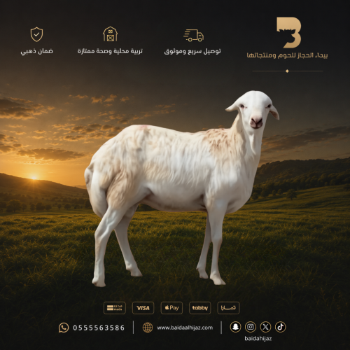 رفيدي وسط طازج
