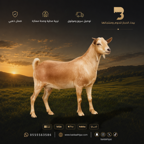 تيس محايلي وسط طازج