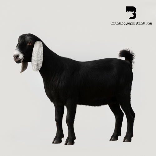 تيس عارضي صغير