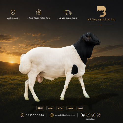بربري طازج