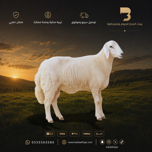 حري كبير طازج