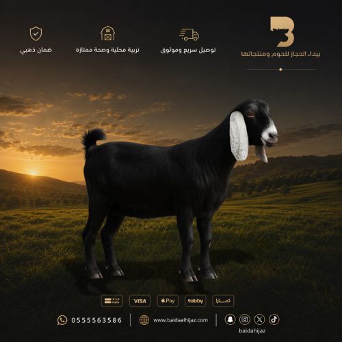 تيس عارضي وسط طازج