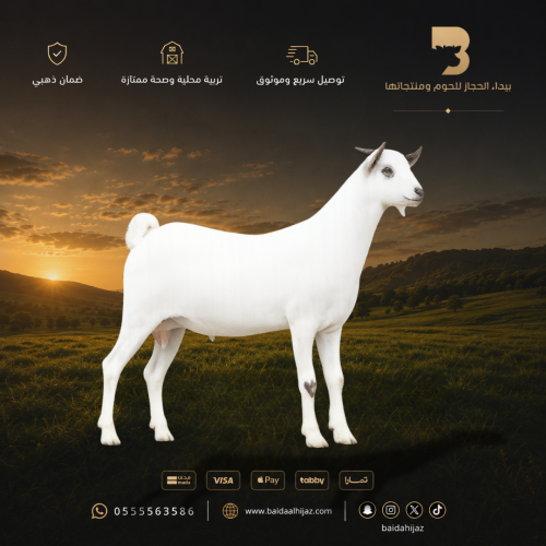 تيس بيشي وسط طازج