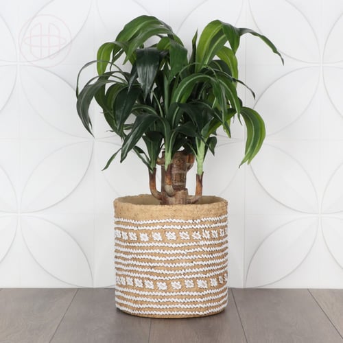 حوض اصيص فخار خارجي وداخلي - بني بخطوط بيضاء - بثل...