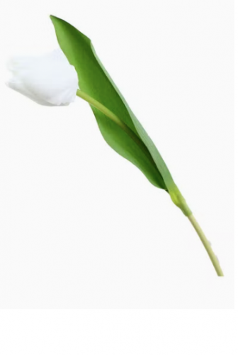 ورد طبيعي توليب