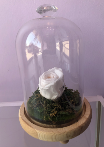 ورد دائم أبيض