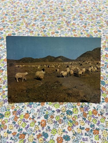 من صور بادية الحجاز قديماً - اغنام