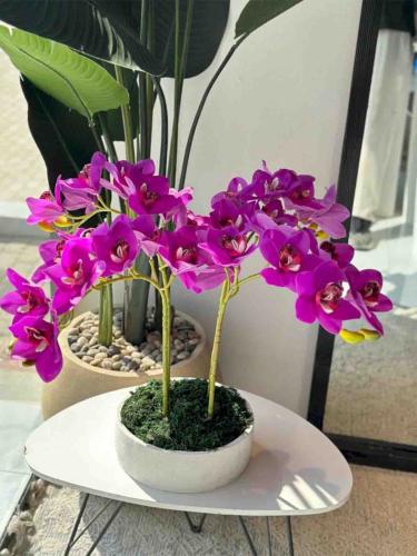 Luxurious purple orchid