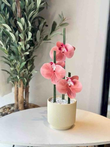 Soft Orchid