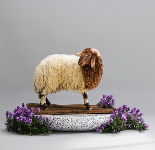 نعيمي (8-11 كيلو تقريبًا)