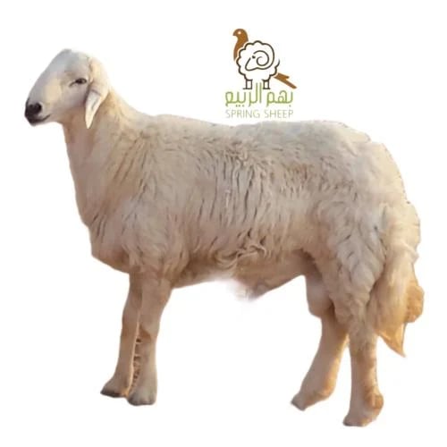Large local Saudi sheep (16-18) kilograms