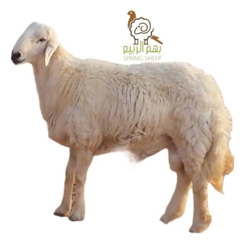 Lamb Houri, large trunk (19-21) kilograms - Aqiqah