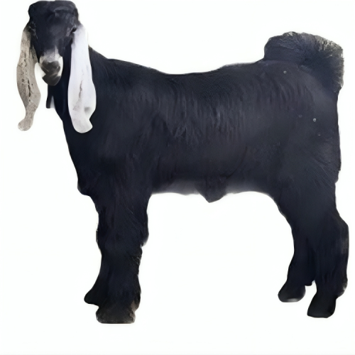 Local goat