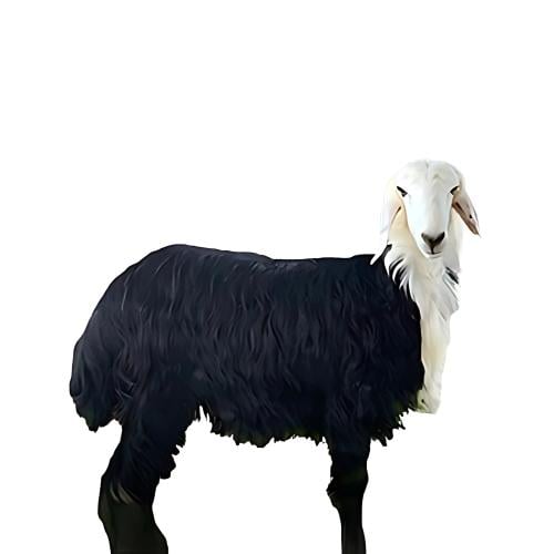 Najdi sheep weight 35 kg after slaughter