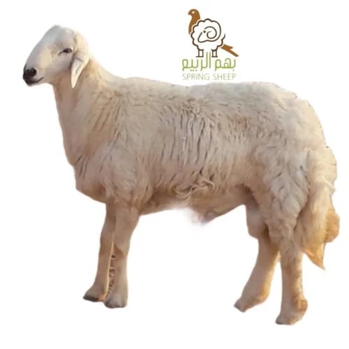 Small local free-range sheep (10-12) kilograms