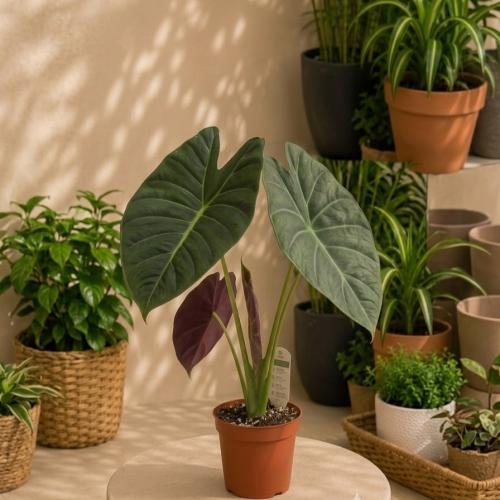 ألوكاسيا وينتي (Alocasia wentii)