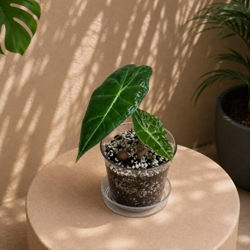 شتلة ألوكاسيا بولي Alocasia Polly Bulbs
