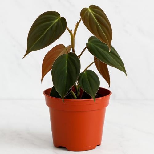 فيلوديندرون ميكانس - صغير