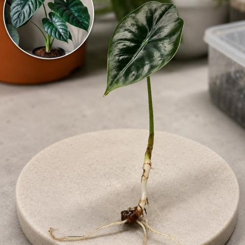 بصيلة الوكاسيا وينتي (Alocasia wentii)