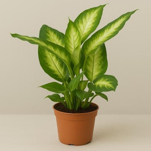 دفنباخيا - حجم صغير