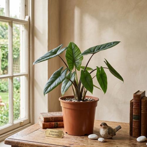 ألوكاسيا سكلبرم ( alocasia scalprum ) .