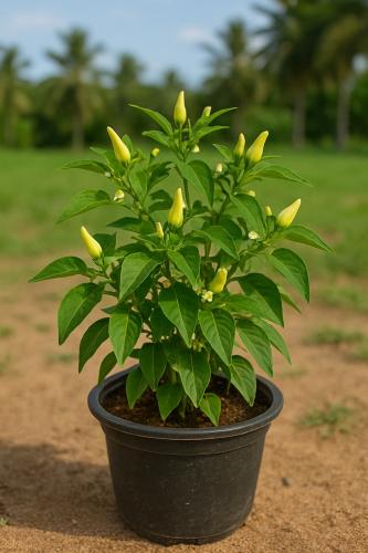 فلفل حار قزم